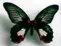 Papilio deiphobus deiphobus (gynandromorph) (Internet Image property of respective owner, non-commercial use only)